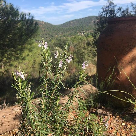 Cortijo Andaluz En Sierra Morena - Naturaleza Villaviciosa de Córdoba Exterior foto