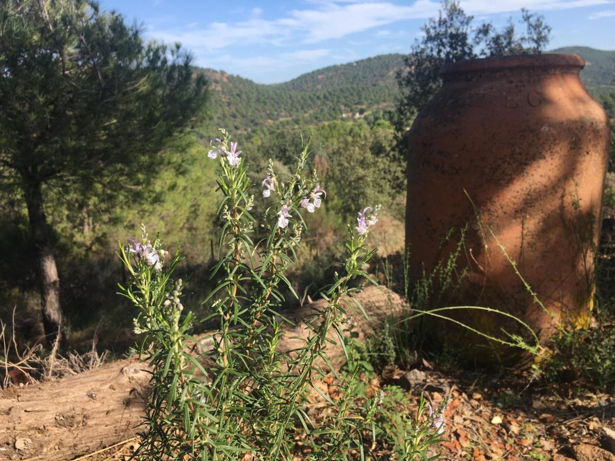 Cortijo Andaluz En Sierra Morena - Naturaleza Villaviciosa de Córdoba Exterior foto
