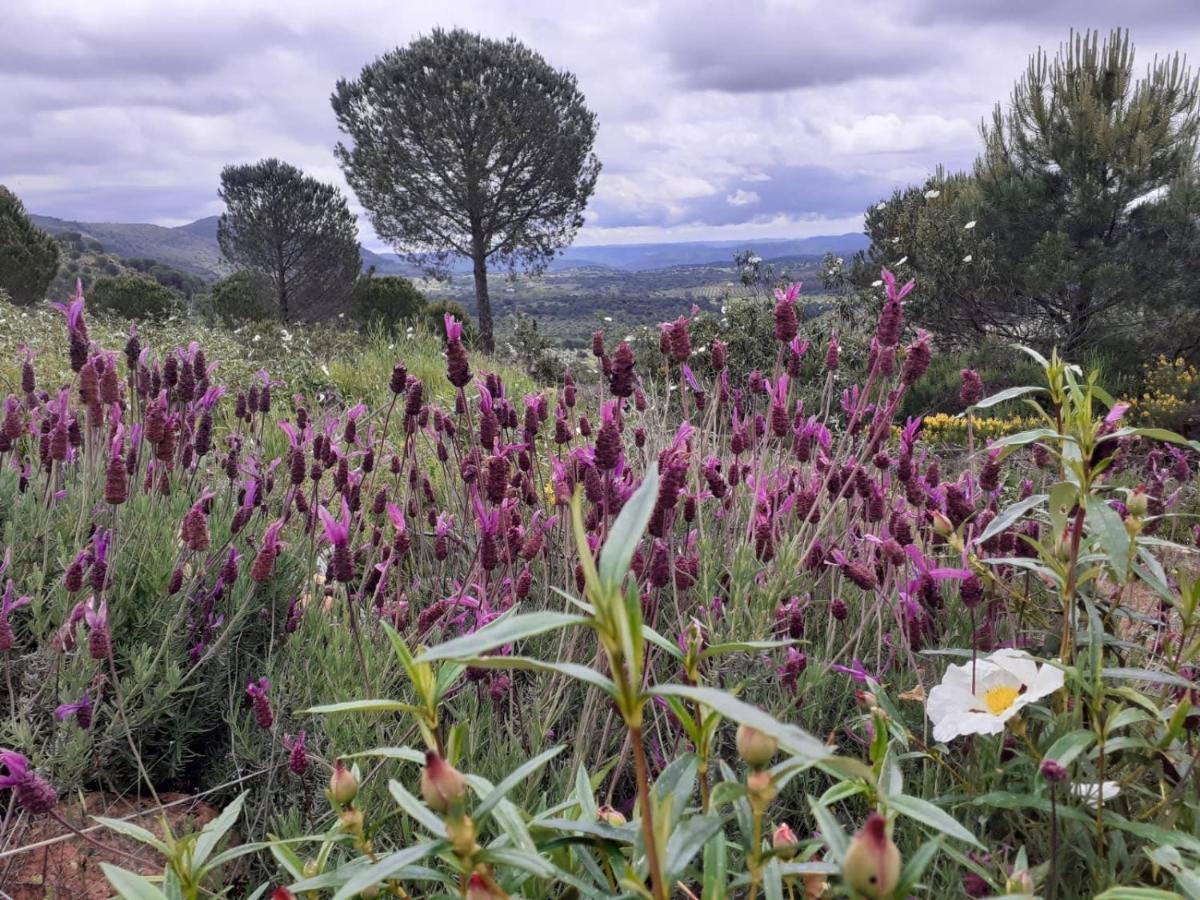 Cortijo Andaluz En Sierra Morena - Naturaleza Villaviciosa de Córdoba Exterior foto